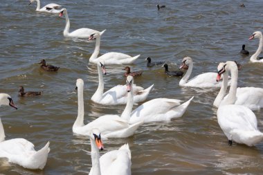 Bir sürü kuğu ve Gölde ördekler
