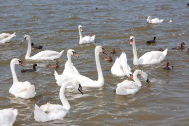 Bir sürü kuğu ve Gölde ördekler