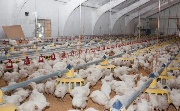 现代家禽养殖场的白鸡 — 图库照片
