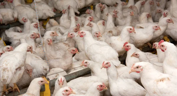 Weiße Hühner Auf Einer Modernen Geflügelfarm — Stockfoto