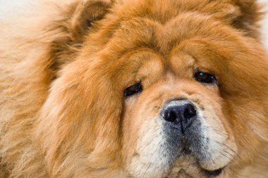 Kırmızı köpek doğurmak Chow Chow yakın çekim portresi.