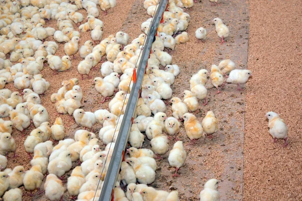 Day Old Chickens Feeding Trough — Stock Photo, Image