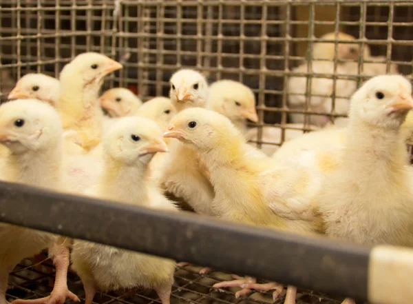 Weiße Hühner Einem Käfig Auf Dem Geflügelhof Industrielle Produktion Von — Stockfoto