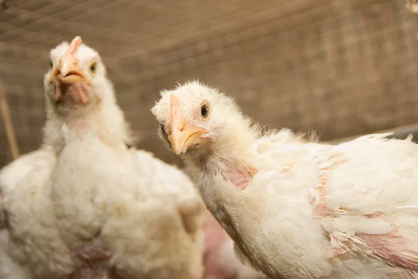 Pollos Blancos Jaula Granja Avícola Producción Industrial Carne Huevos —  Fotos de Stock