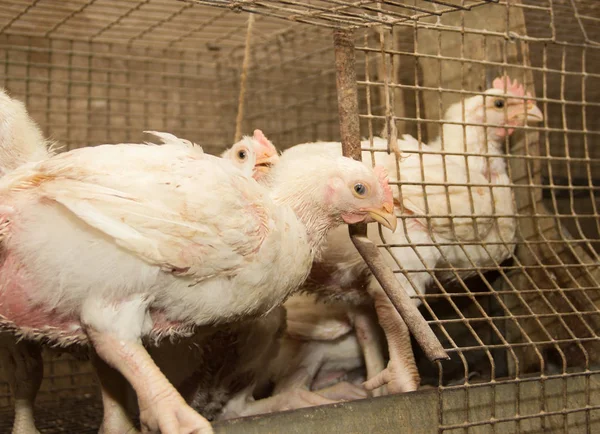 Pollos Blancos Jaula Granja Avícola Producción Industrial Carne Huevos — Foto de Stock