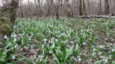 Orman glade ile çiçeklenme Galanthus