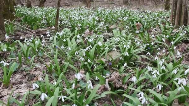 Clareira Florestal Com Floração Galanthus — Vídeo de Stock