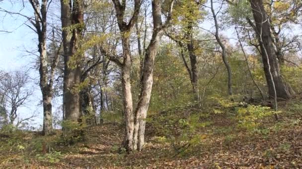 Bosque Otoño Las Estribaciones Del Cáucaso — Vídeos de Stock