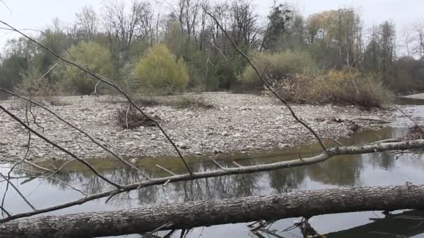 Taiga Sungai Dengan Jatuh Pohon Pada Hari Berawan — Stok Video