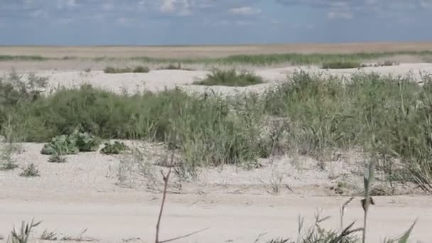 Sandbank Mit Schilf Bewachsen — Stockvideo