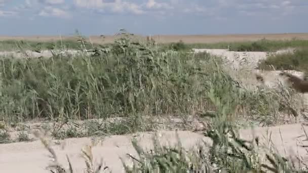 Sandbank Mit Schilf Bewachsen — Stockvideo