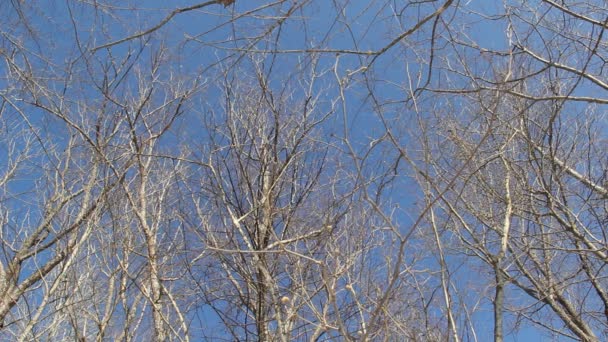 蓝蓝的天空背景上的树枝 — 图库视频影像