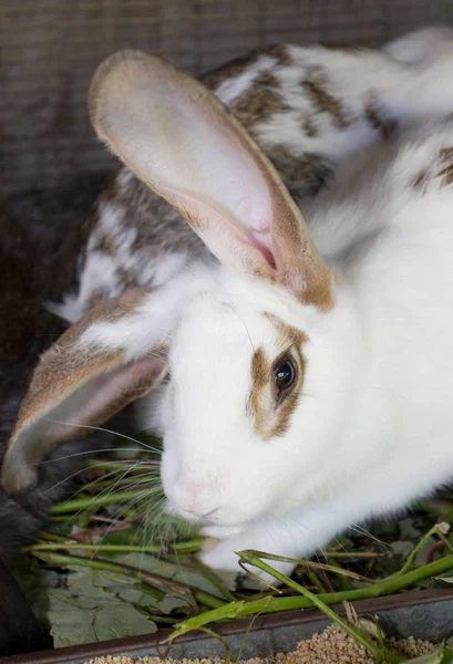 Portrait White Rabbit — Stock Photo, Image