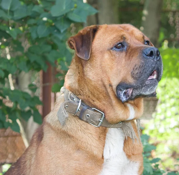 Portrait Big Red Dog — Stock Photo, Image