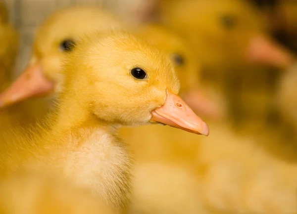 Pequenos Patinhos Amarelos Numa Gaiola Quinta Aves Reprodução Industrial Patos — Fotografia de Stock