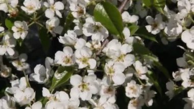 Güzel beyaz çiçekli çiçekli armut ağacı