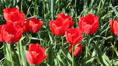 Bahar güneş çiçekli kırmızı lale, yakın çekim.