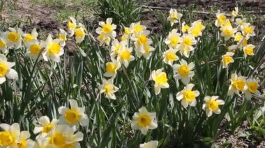 Sarı nergis (narcissus) bahar güneş çiçeklenme yakın çekim