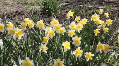 Sarı nergis (narcissus) bahar güneş çiçeklenme yakın çekim