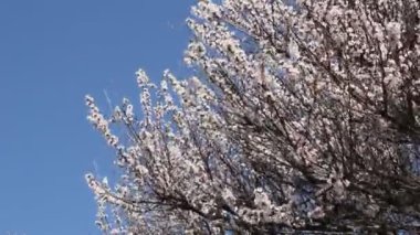 Kayısı meyve ağacı dalı ile güzel çiçek çiçeklenme