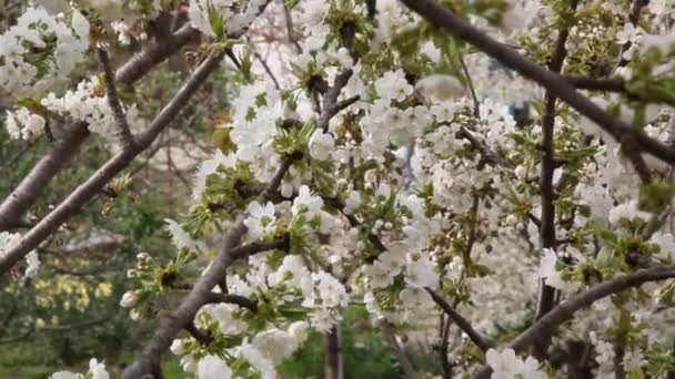 Árbol Pera Con Flores Blancas Hermosas — Vídeos de Stock