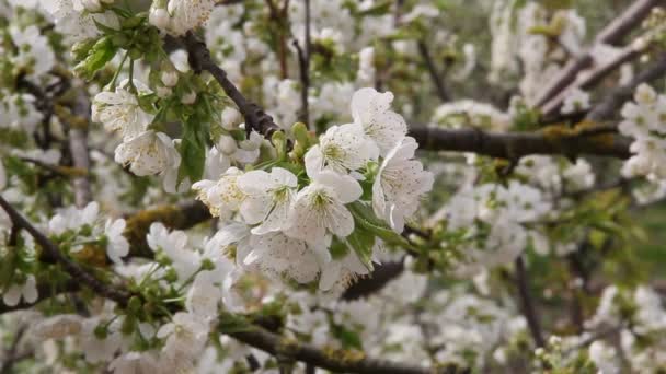 Ανθοφορίας Δέντρο Αχλαδιών Όμορφα Λευκά Άνθη — Αρχείο Βίντεο