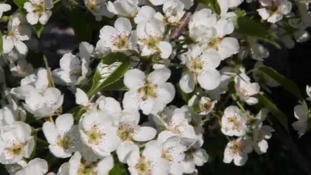 Poirier Fleuri Avec Belles Fleurs Blanches — Video