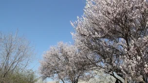 Blooming Apricot Fruit Tree Branch Beautiful Flowers — Stock Video