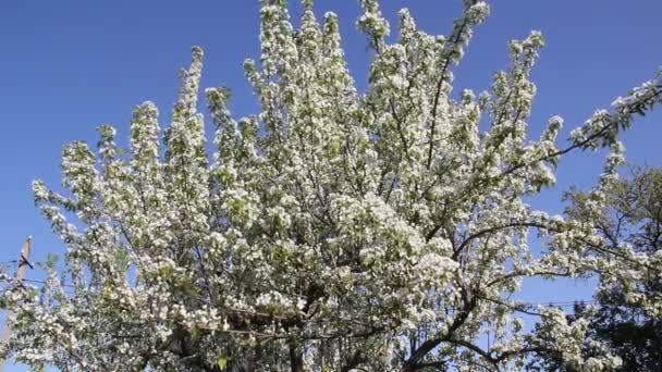 Bloeiende Peer Boom Met Prachtige Witte Bloemen — Stockvideo