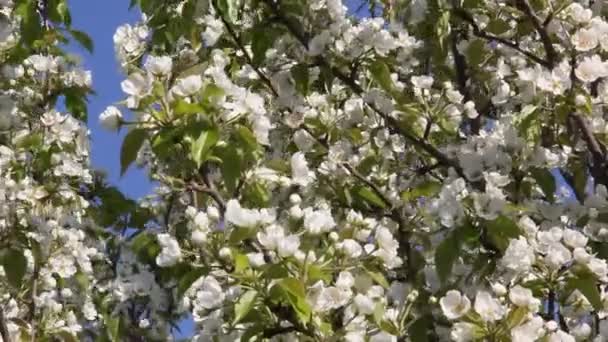 Árbol Pera Con Flores Blancas Hermosas — Vídeos de Stock