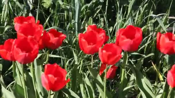 Primer Plano Tulipanes Rojos Floreciendo Bajo Sol Primaveral — Vídeo de stock