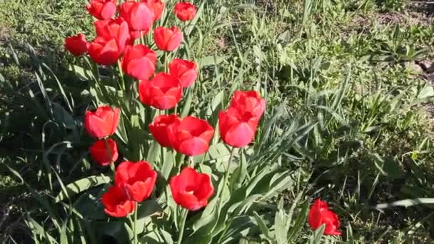 Primer Plano Tulipanes Rojos Floreciendo Bajo Sol Primaveral — Vídeo de stock