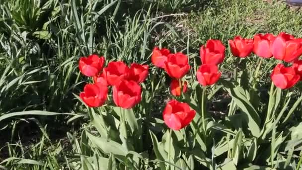 Närbild Röda Tulpaner Blommar Vårsolen — Stockvideo