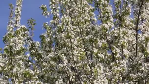 Blommande Päronträd Med Vackra Vita Blommor — Stockvideo