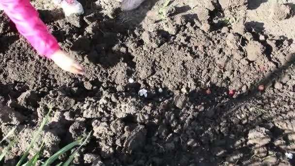 Les Enfants Plantent Des Oignons Dans Jardin Oignon Est Planté — Video