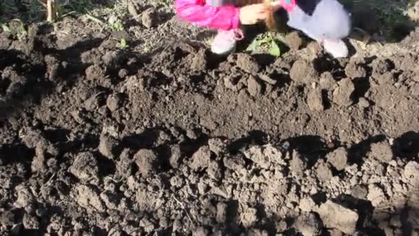 Los Niños Plantan Cebollas Jardín Cebolla Planta Hileras Pares — Vídeos de Stock