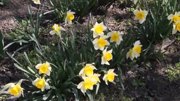 Närbild Gula Påskliljor Narcissus Blomning Vårsolen — Stockvideo