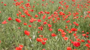 Kırmızı haşhaş bloom sahada. Yaz manzara. 