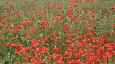 Kırmızı haşhaş bloom sahada. Yaz manzara. 