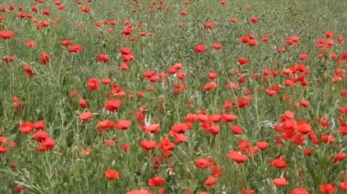 Kırmızı haşhaş bloom sahada. Yaz manzara. 