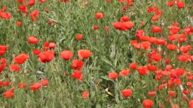 Kırmızı haşhaş bloom sahada. Yaz manzara. 