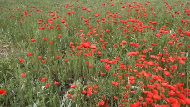 Rode Papavers Bloei Het Veld Zomer Landschap — Stockvideo