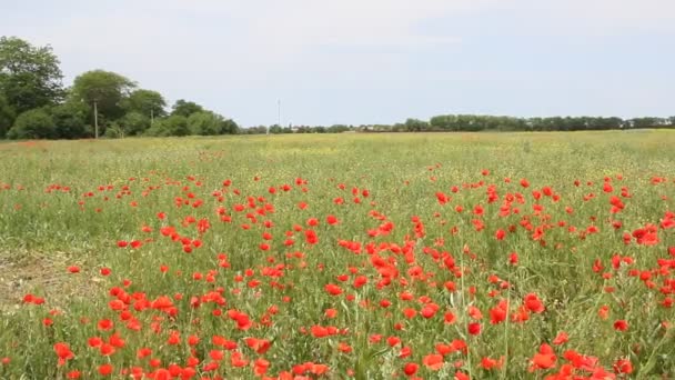 Las Amapolas Rojas Florecen Campo Paisaje Verano — Vídeos de Stock