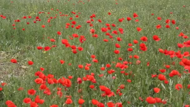 红罂粟在田野上绽放 夏季景观 — 图库视频影像