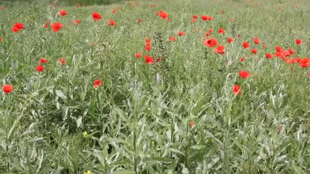 Auf Dem Feld Blühen Rote Mohnblumen Sommerlandschaft — Stockvideo