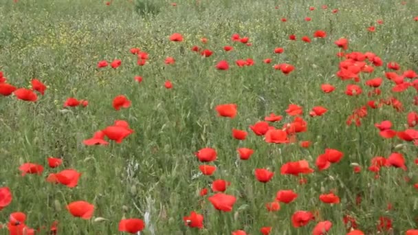 Auf Dem Feld Blühen Rote Mohnblumen Sommerlandschaft — Stockvideo