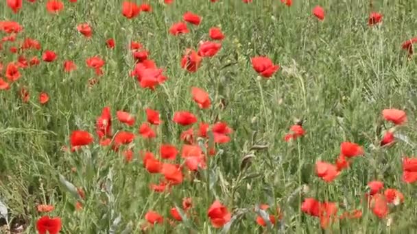 Auf Dem Feld Blühen Rote Mohnblumen Sommerlandschaft — Stockvideo