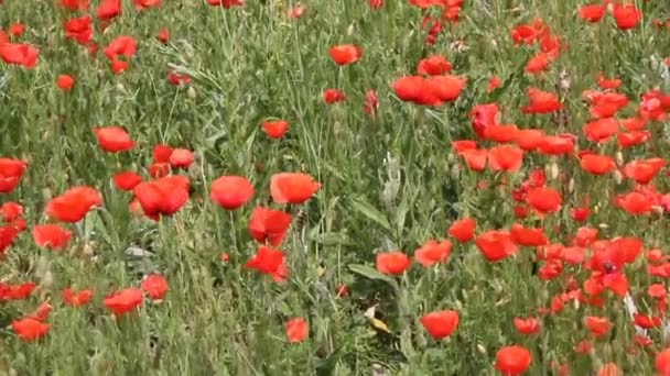 Red Poppies Bloom Field Summer Landscape — Stock Video