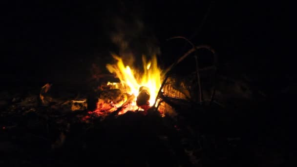 Burning Fire Firewood Night — Stock Video