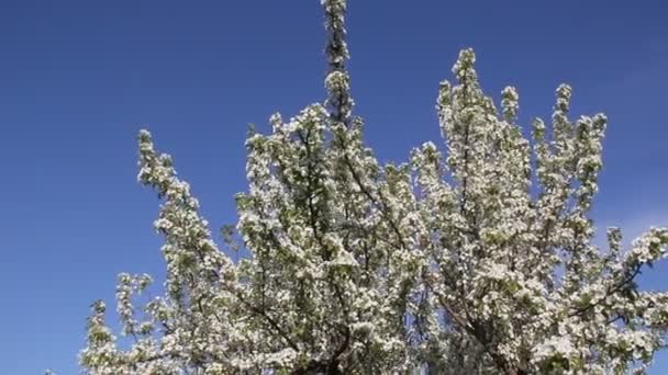 Güzel Beyaz Çiçekli Çiçekli Armut Ağacı — Stok video